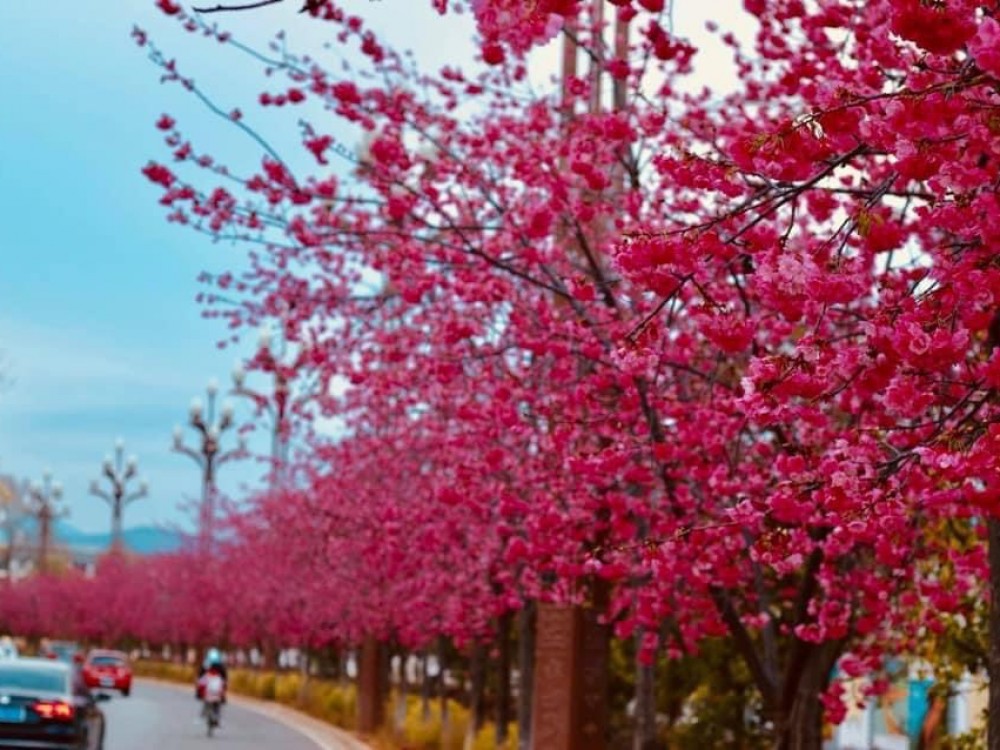 CÔN MINH - ĐẠI LÝ - LỆ GIANG - SHANGRILA