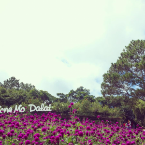 DẠT LẠT PHỐ HOA 3 NGÀY 2 ĐÊM