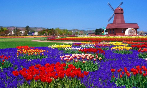 NHẬT BẢN - HOKKAIDO MÙA THU 6 NGÀY 5 ĐÊM