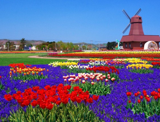 NHẬT BẢN - HOKKAIDO MÙA THU 6 NGÀY 5 ĐÊM