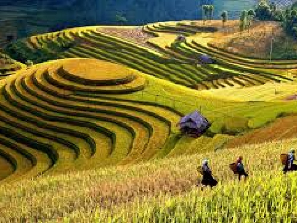 TÚ LỆ - MÙ CĂNG CHẢI - MÙA VÀNG ĐẸP NÊN THƠ CỦA MIỀN SƠN CƯỚC TÚ LỆ - MÙ CĂNG CHẢI - MÙA VÀNG ĐẸP NÊN THƠ CỦA MIỀN SƠN CƯỚC