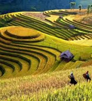 TÚ LỆ - MÙ CĂNG CHẢI - MÙA VÀNG ĐẸP NÊN THƠ CỦA MIỀN SƠN CƯỚC