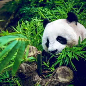 TRÙNG KHÁNH - THÀNH ĐÔ CỬU TRẠI CÂU - TRƯỢT TUYẾT GIA CÔ SƠN 6N5Đ
