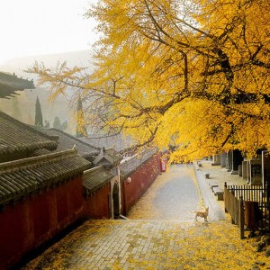 HÀ NỘI - THƯỢNG HẢI - TÂY Ô TRẤN - HÀNG CHÂU - TÔ CHÂU 5N 4Đ